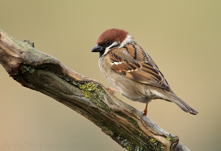 Tree Sparrow