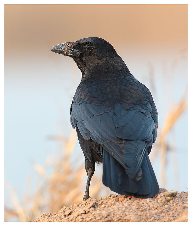 carrion crow