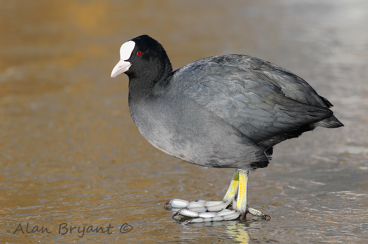Coot standing on the ice