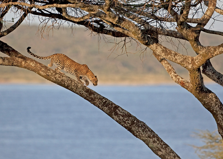 Ndutu Leopard