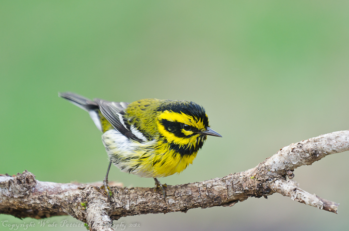 Wet Warbler