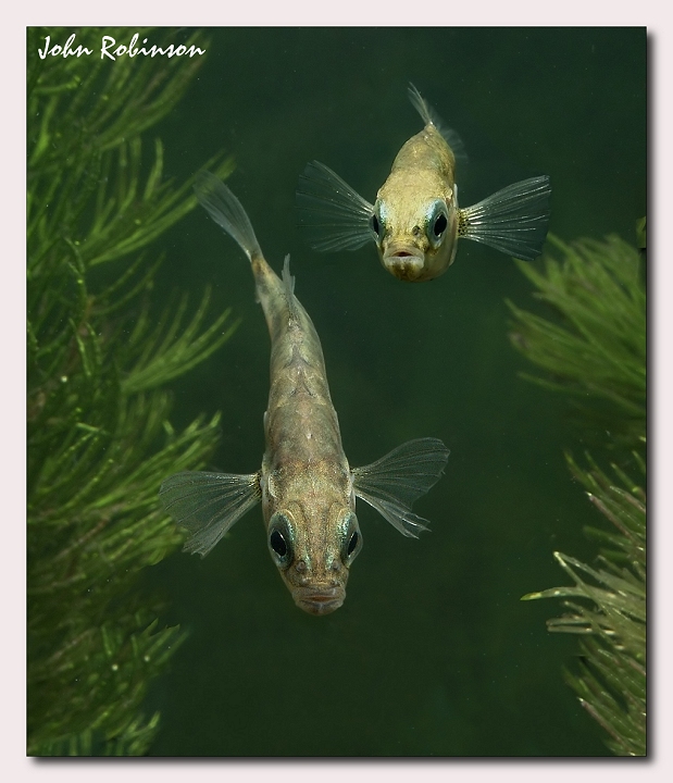 Something fishy here !