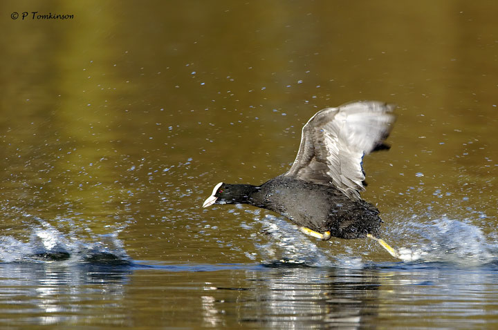 Coot