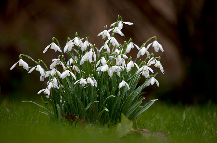 Wet snowdrops
