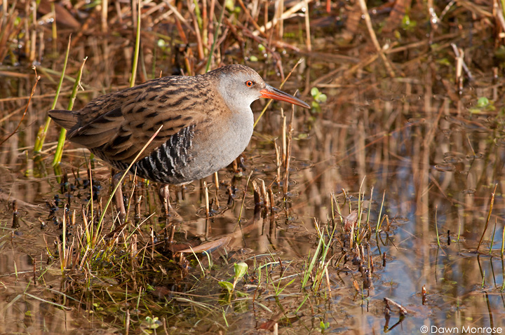 Water rail...but....