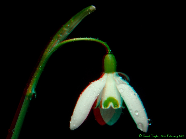 Wet Snowdrop