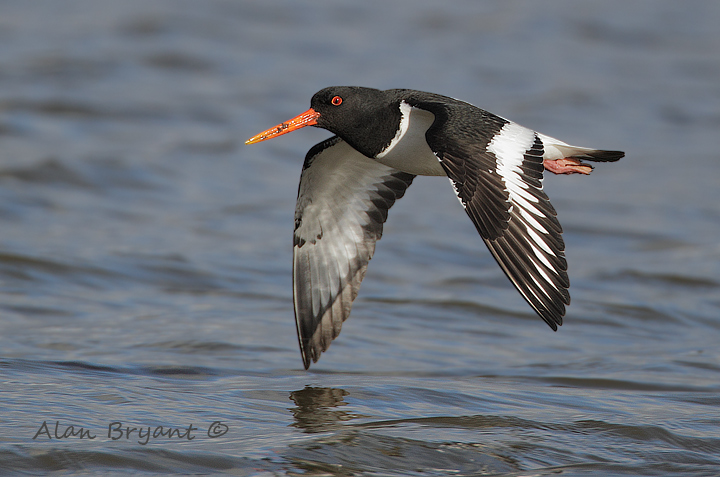 Oystercatcher in flight