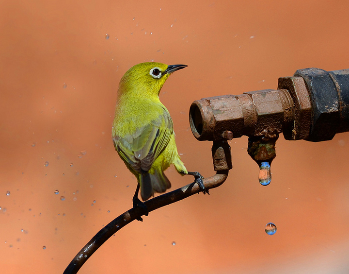 Dripping  tap.