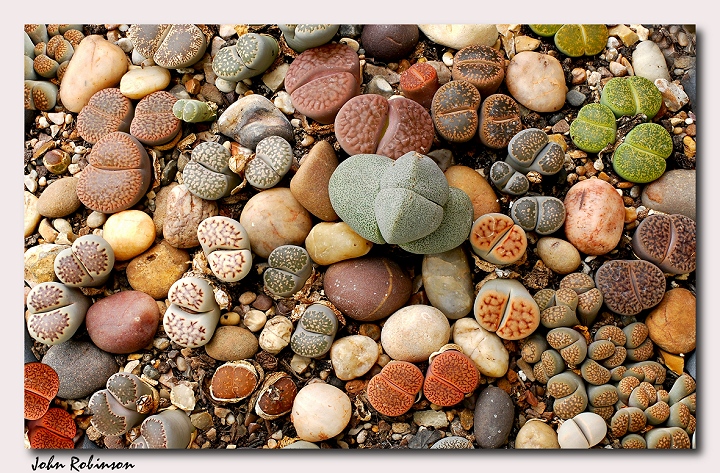 Stones !