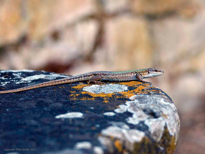 Wall Lizard