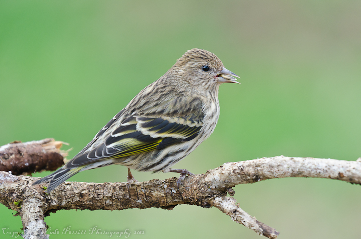 Pine Siskin