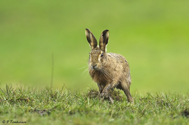 Brown Hare