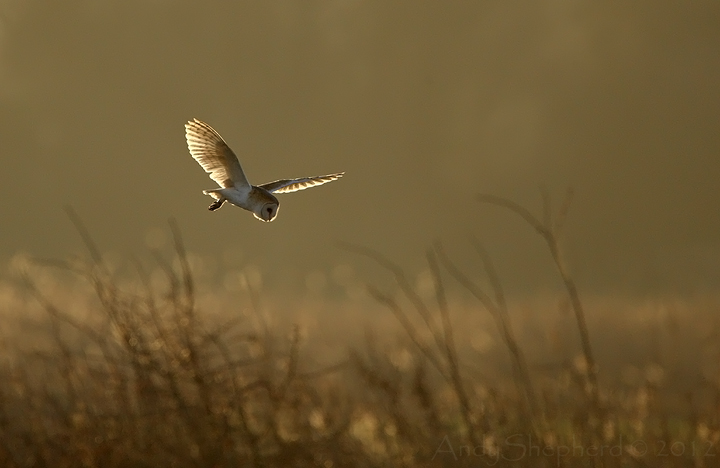Barn Owl