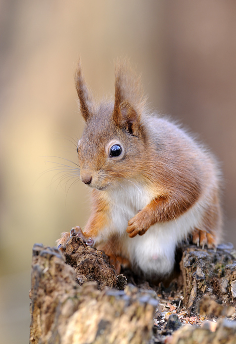Red squirrel