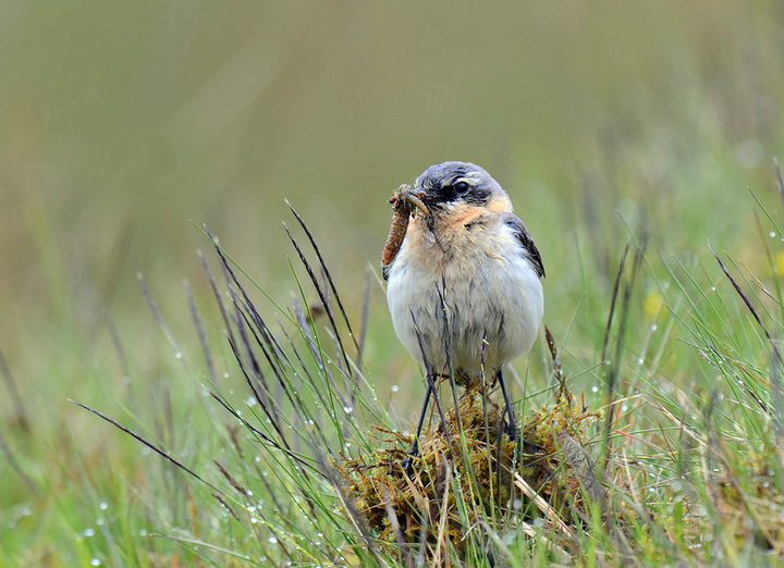 Summer Bird.