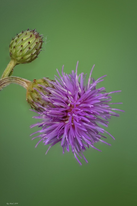Nodding Thistle