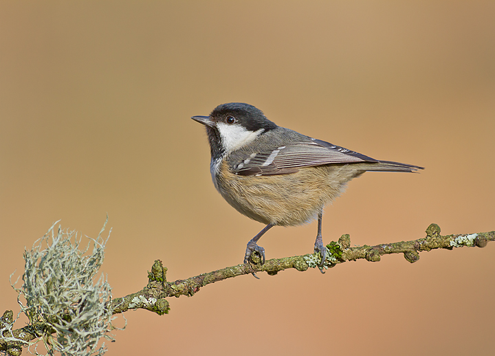 Coal Tit