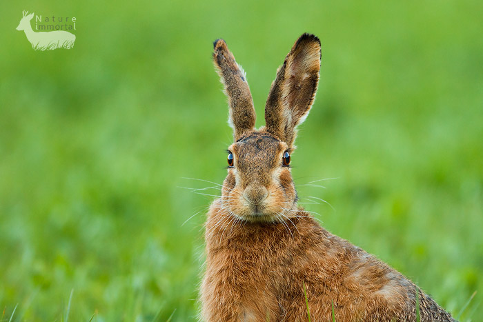 Colour correct hare?