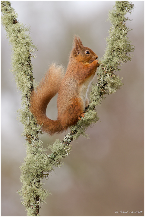 Red squirrel poser