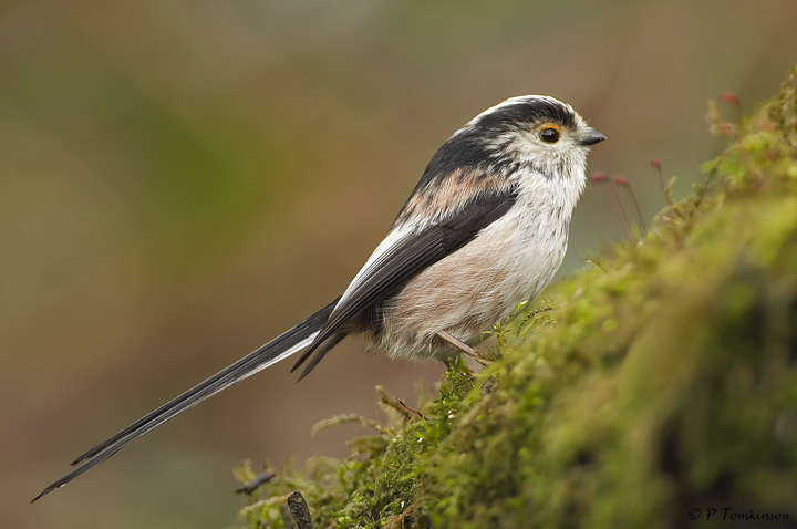 Long-tailed Tit