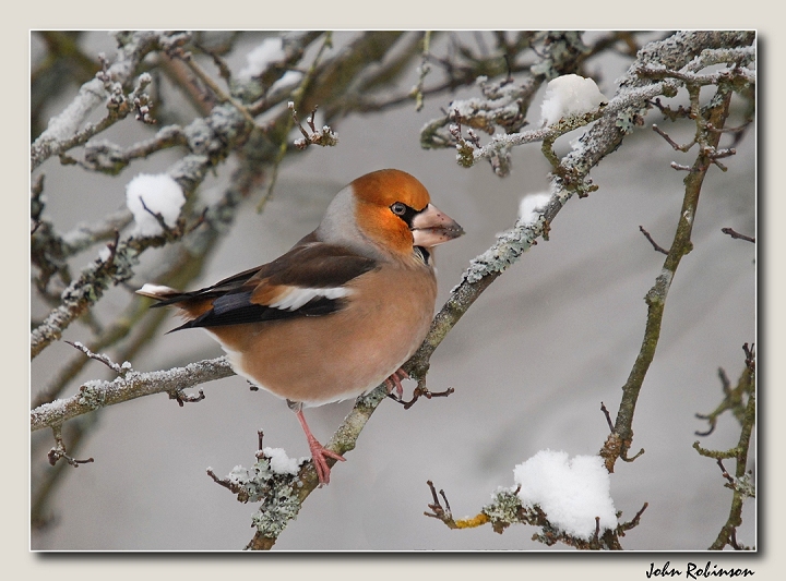 Days of the white stuff!