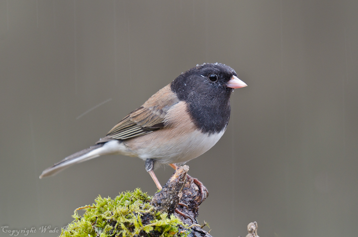 Rainy day Junco