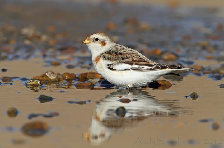 Snow Bunting