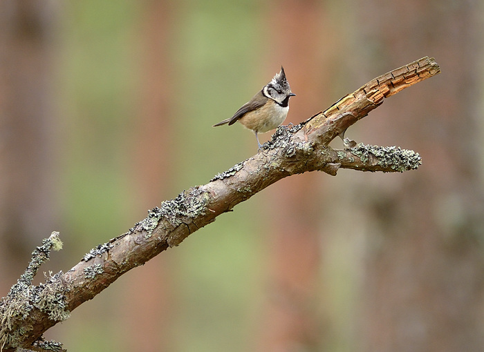 Crestie comments please + reposts