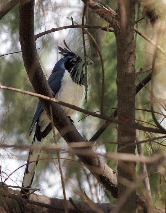 Black-throated Magpie-Jay and the ABA