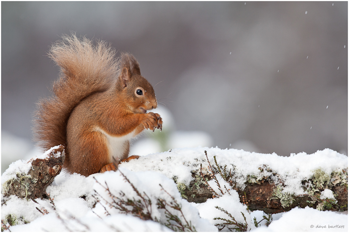 Red squirrel in the snow