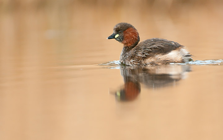Little Grebe