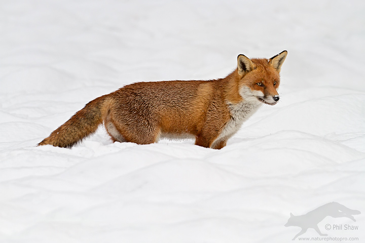 Fox in the snow