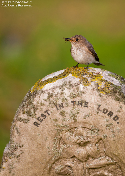 Spotted Fly.....