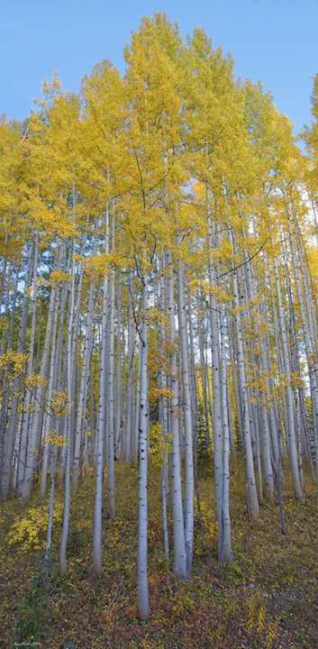 Aspen Pano + repost