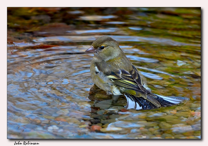 Chaffinch