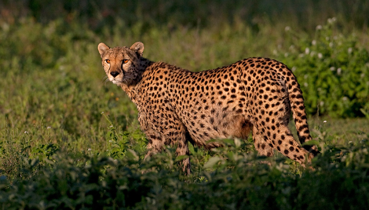 Sunrise Cheetah