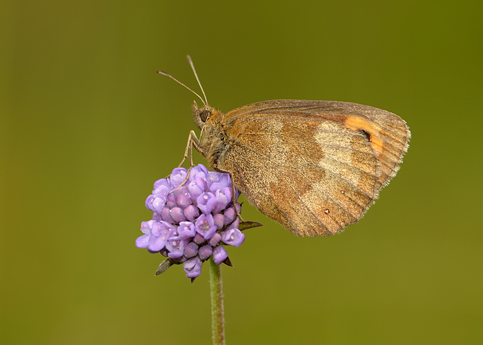 Scotch argus on devils bit scabious