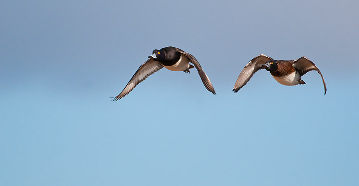 Tufted Ducks
