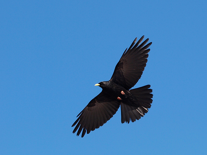 Alpine Chough 1