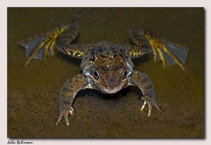 Ribbit,Ribbit !