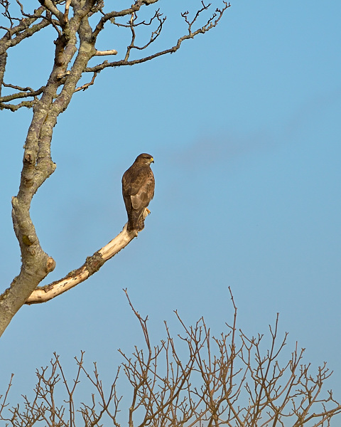 Sentinel