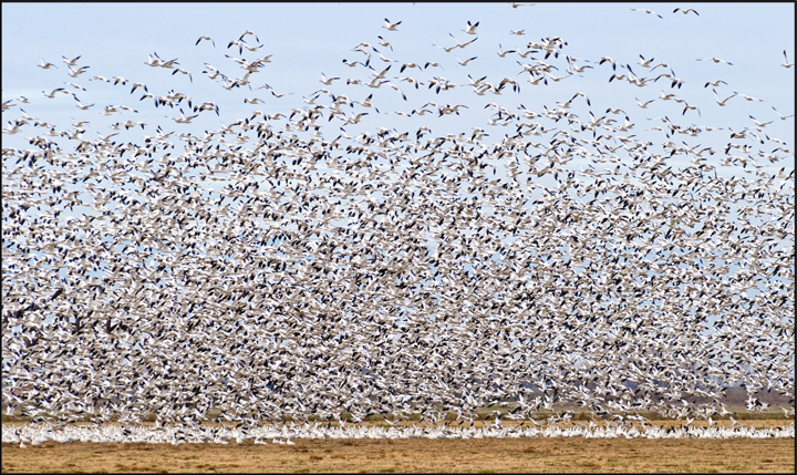 Ross Geese fly-out