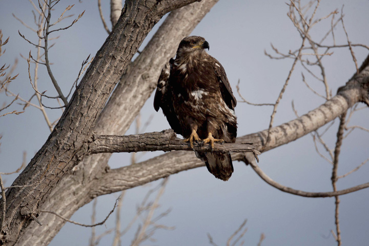 Immature Golden Eagle