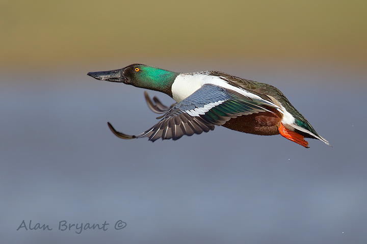 Shoveler in flight