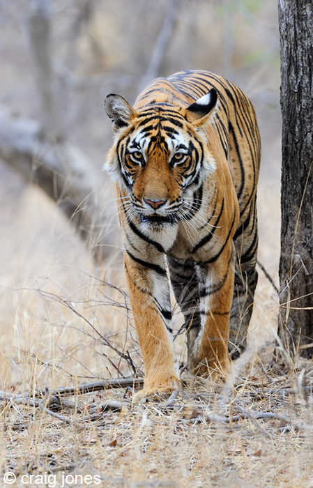 Incoming - Bengal Tiger