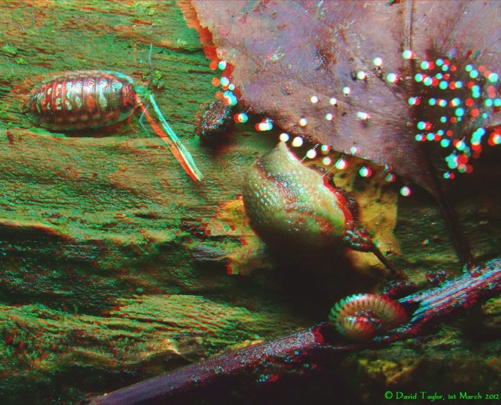 Detritivores.