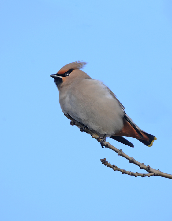 Waxwing