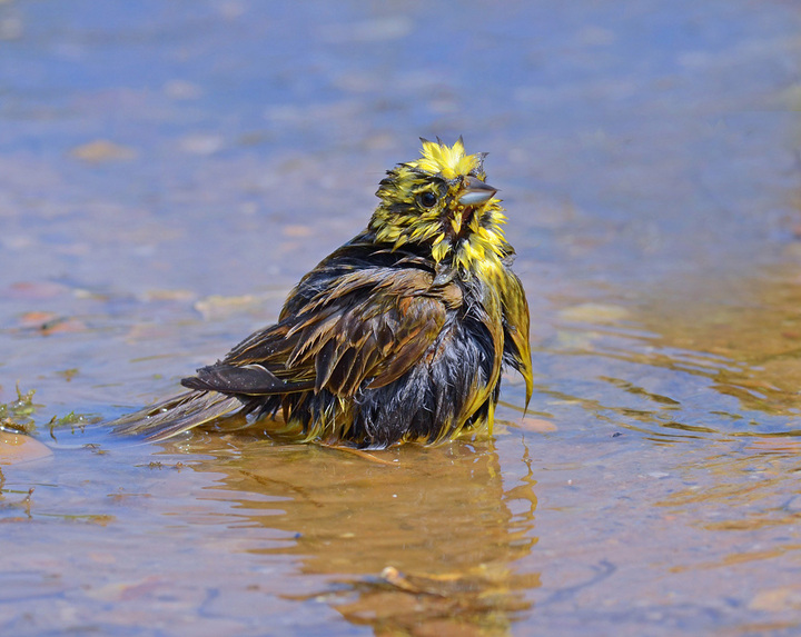 Wet Bird.