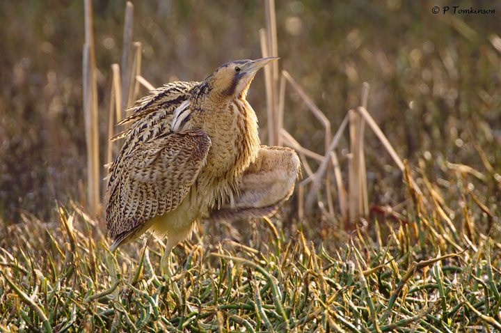 Bittern