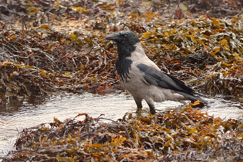 Another wet bird